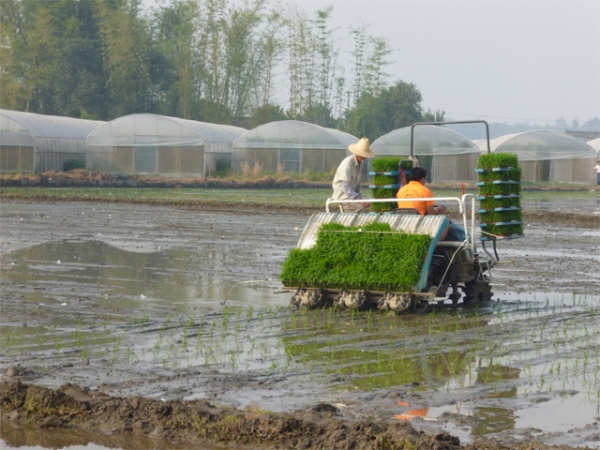 全州2014年机械化育插秧现场会在盈江召开2.jpg