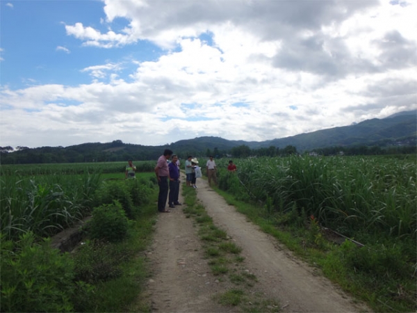 州政府验收组组织验收盈江县甘蔗新种面积1.jpg
