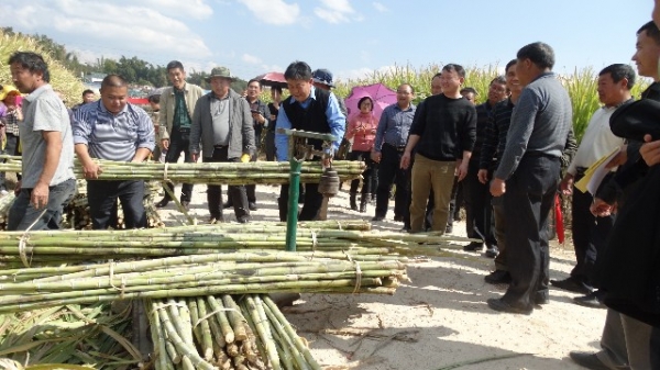 盈江县蔗糖办到勐海参加云南省现代农业甘蔗产业技术体系综合考评会议02.JPG