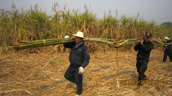 帮助受灾群众抢收甘蔗.jpg