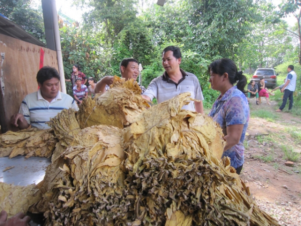 太平镇烟叶收购开称1.jpg