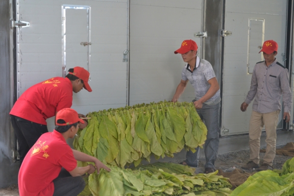 20150310_〔21〕_弄璋镇志愿者助农抢收忙_附件2 (1).JPG