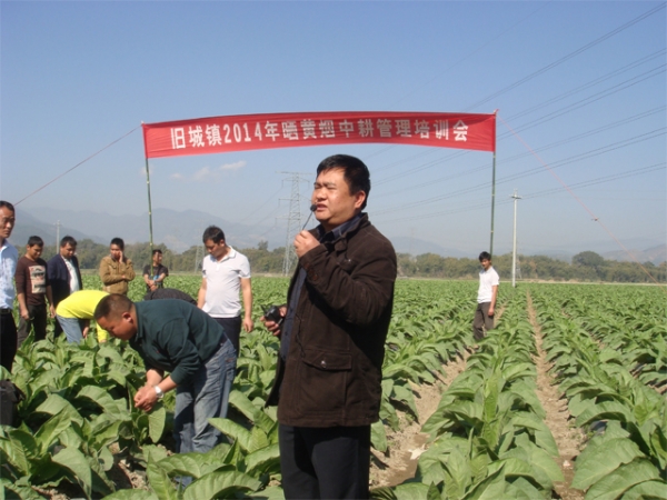旧城镇2014年度晒黄烟1.jpg