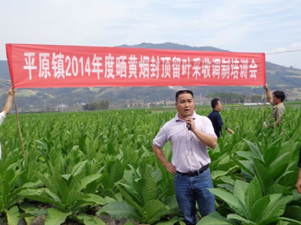 平原镇召开2014年晒黄烟封顶抑芽2.jpg