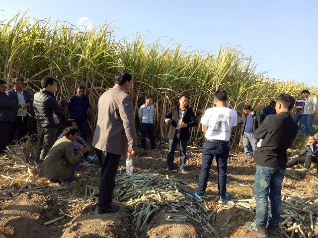 2芒章乡召开2017年甘蔗种植现场培训会