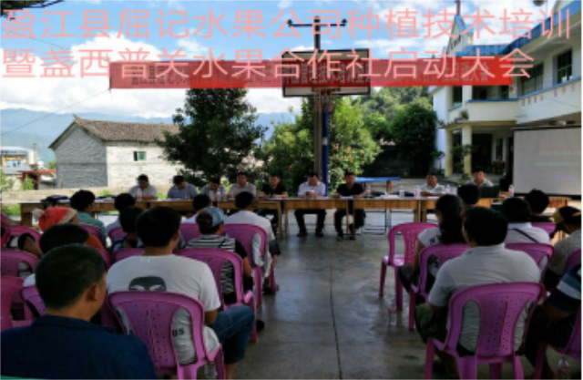 盈江县屈记水果开发有限责任公司召开芒果种植管理技术培训会暨成立盈江县