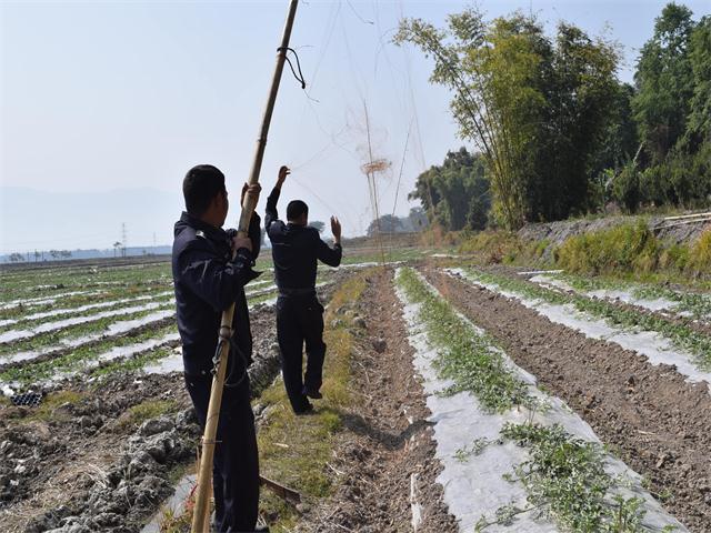 盈江森警清除湿地捕鸟网