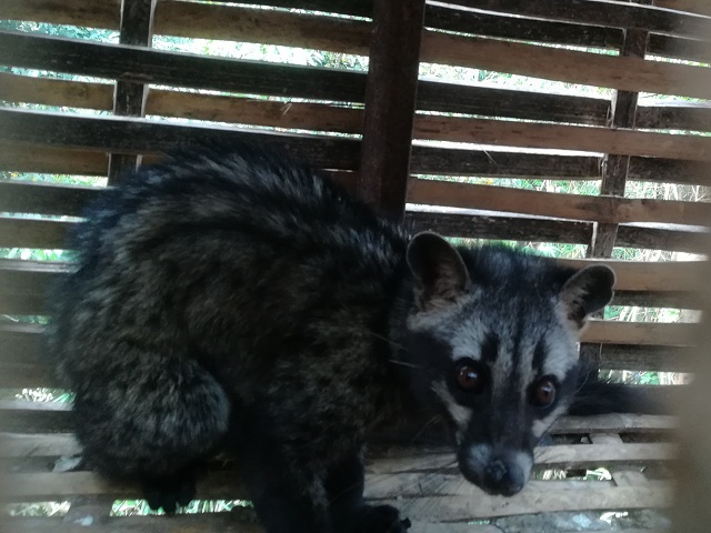 惯犯偷鸡贼夜闯民宅 森警接求助放“贼”归山2