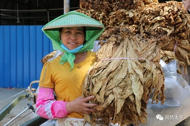 片片金叶铺满脱贫路 ——太平镇烟叶收购工作有序开展2