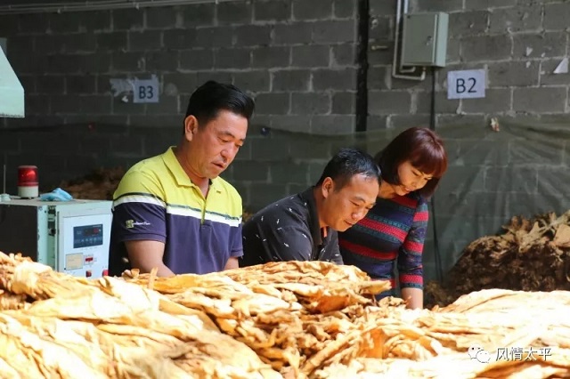 片片金叶铺满脱贫路 ——太平镇烟叶收购工作有序开展1