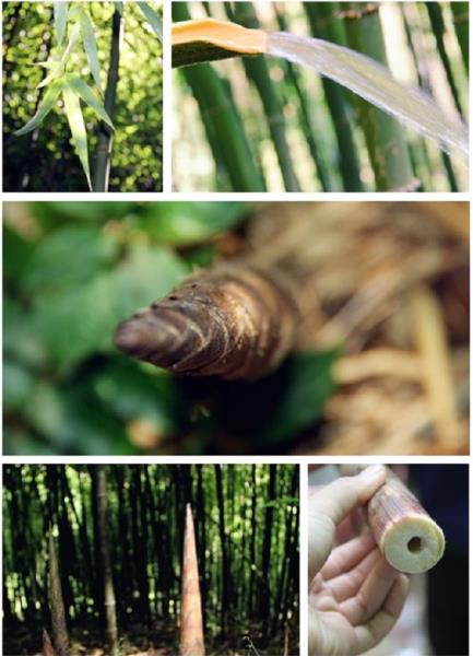 2.新文刺竹园剪影组图