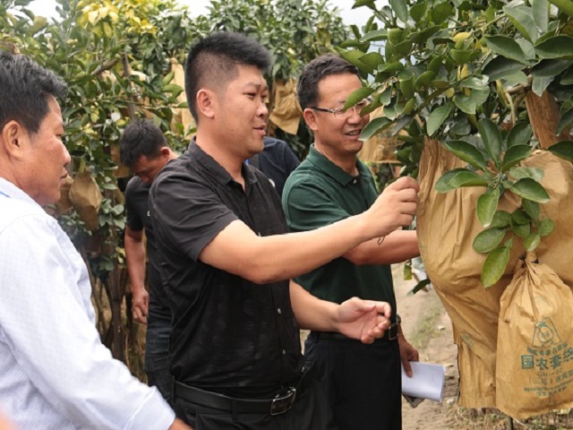 盈江县政协视察全县脱贫攻坚产业2