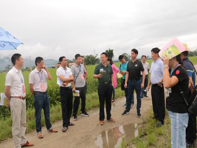 盈江县政协视察全县脱贫攻坚产业1