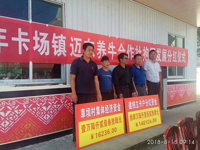 卡场镇举行迈东养牛合作社抱团发展分红仪式1