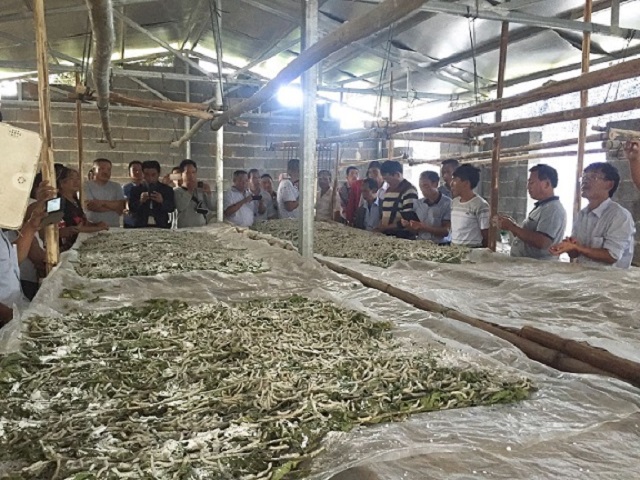 盏西镇大力发展种桑养蚕 织就富民新路子2