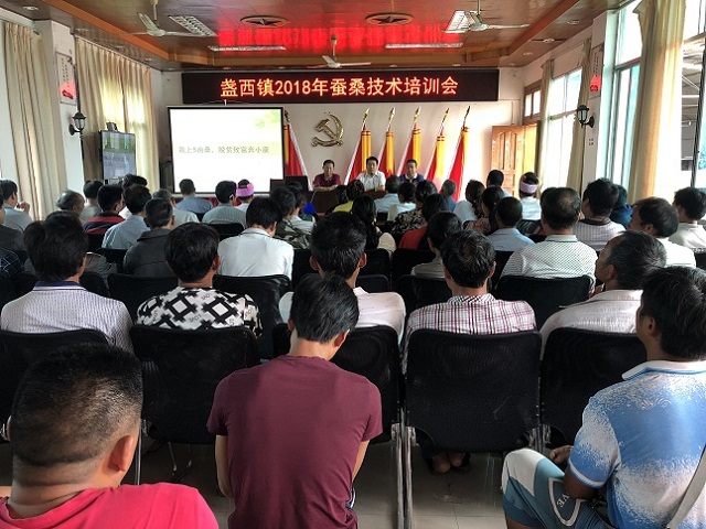 盏西镇大力发展种桑养蚕 织就富民新路子