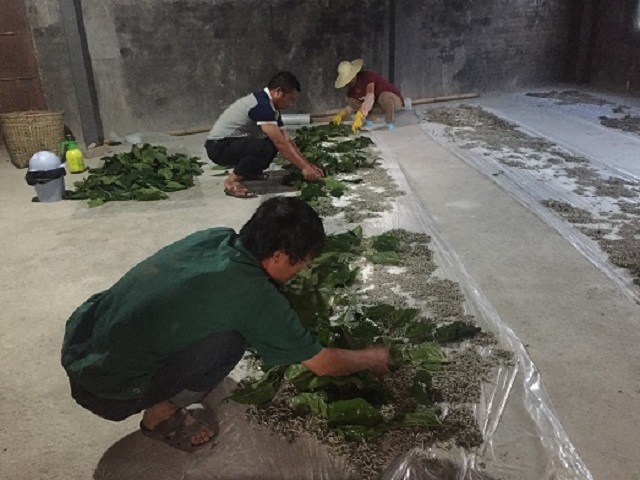 盏西镇大力发展种桑养蚕 织就富民新路子4