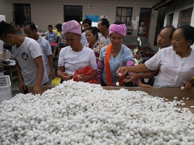 盏西镇大力发展种桑养蚕 织就富民新路子5