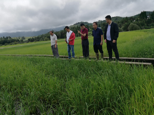 全州水稻生产全程机械化现场观摩会在昔马召开4