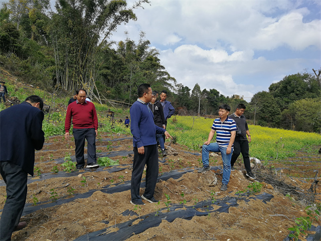德宏州政府领导深入盈江县铜壁关乡调研指导蚕桑产业工作推进情况