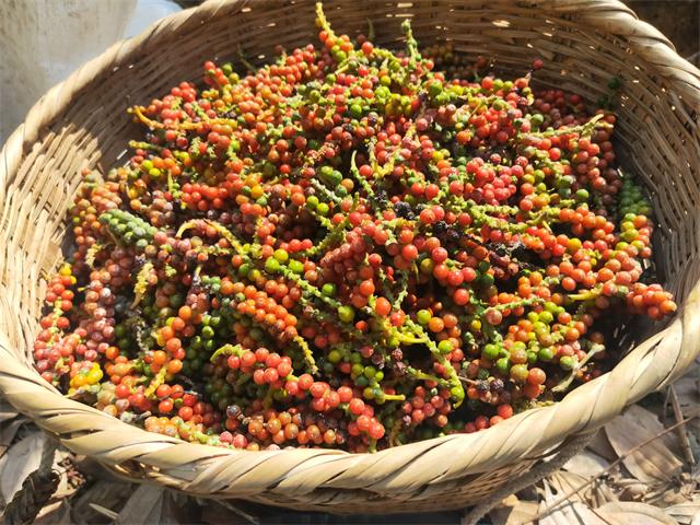 配图1：采摘后的胡椒_看图王