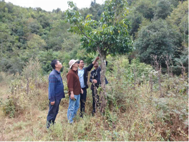 到支那香柏考察调研香柏农庄项目