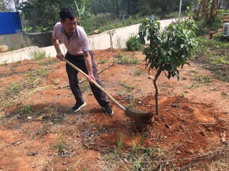 余洪兴 植树 (2)