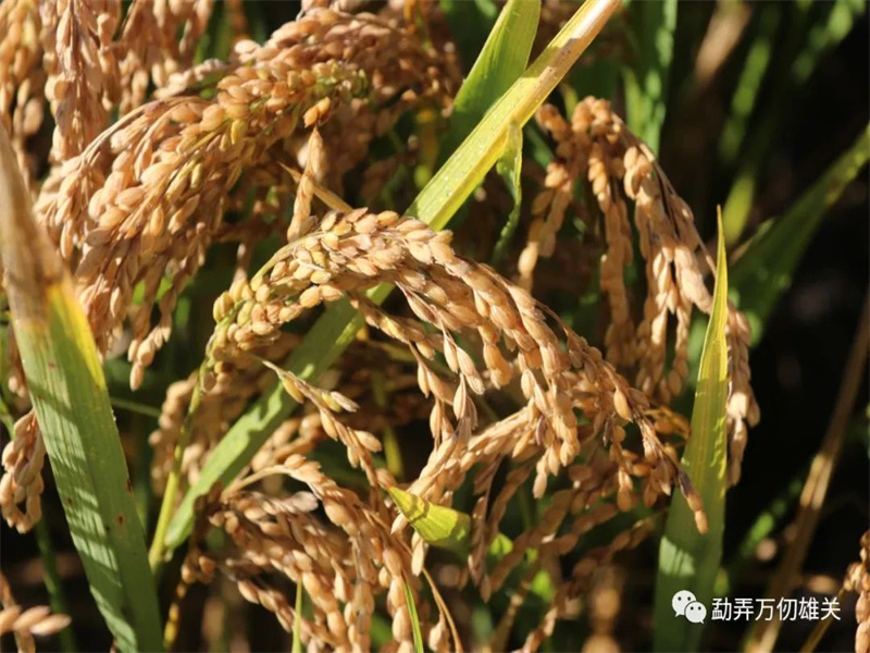 微信图片_20221019150154