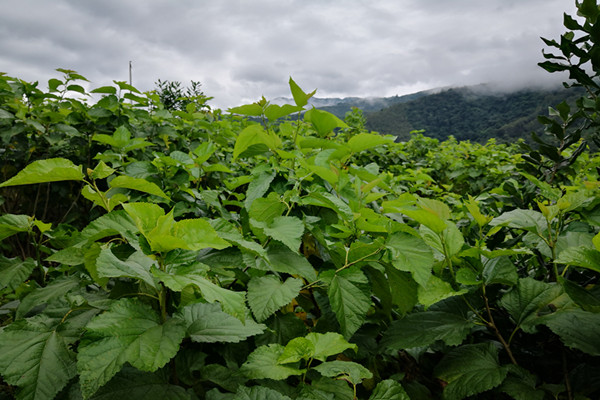 微信图片_20201030085549_副本